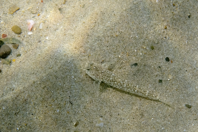 Follonica: Pomatoschistus marmoratus e Gobius niger